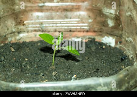 Chili Pepper, Capsicum frutescens, Pflanze in Plastikschoten. Chili-Paprika, auch chili oder Chili, sind Sorten der Beerenfrüchte von Pflanzen aus Stockfoto