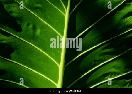 Die Alocasia Macrorrhiza ist eine der größten Alocasia, auch bekannt als die RiesenTaro Blätter und Borneo Riese ist eine imposante Pflanze. Riesige Taro hat es Stockfoto