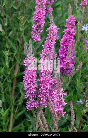 Lythrum salicaria Blumen. Stockfoto