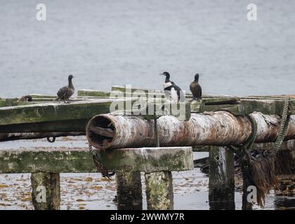 Shag Rock (Phalacrocorax magellanicus) Erwachsene und dimmaturige Vögel, sitzen auf alten Pier-Struktur, Stanley, Falklands, januar 2024 Stockfoto