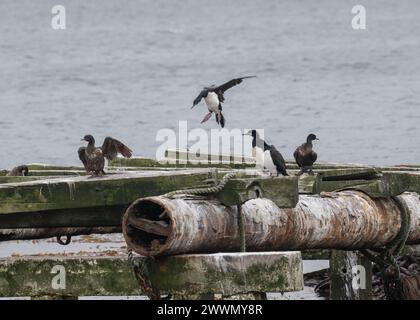 Shag Rock (Phalacrocorax magellanicus) Erwachsene und dimmaturige Vögel, sitzen auf alten Pier-Struktur, Stanley, Falklands, januar 2024 Stockfoto