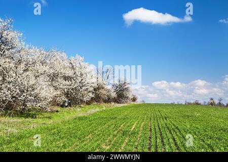Wunderschöne Frühlingslandschaft mit frischem grünem Feld, blühenden Bäumen und blauem Himmel Stockfoto