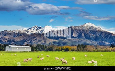 Hirtenlandschaft mit weidenden Schafen und schneebedeckten Bergen in Neuseeland Stockfoto
