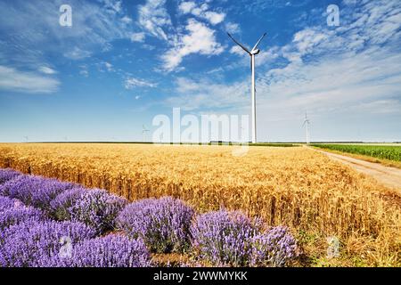 Landschaft mit Windturbinen zwischen landwirtschaftlichen Feldern im bulgarischen Land Stockfoto