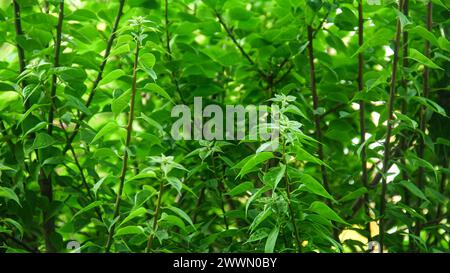 Grüner Hintergrund von frischem und natürlichem Bougainvillea-Blüten-Laub Stockfoto