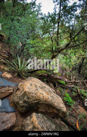 Ein Wanderweg schlängelt sich durch eine grüne Landschaft mit großen Felsblöcken und einer reichen Pflanzenwelt unter einem bedeckten Himmel Stockfoto