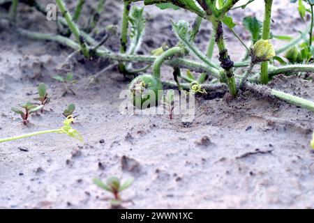 An den langen Stielen der Wassermelonenpflanze erschien ein Wassermelonenovar. Stockfoto