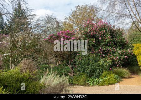 Blick auf den Savill Garden im März oder Frühling mit bunten blühenden Sträuchern einschließlich Rhododendron und Kamelie, Berkshire, England, Großbritannien Stockfoto