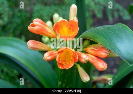 Clivia miniata, die Natallilie oder Buschlilie, mit den Orangenblüten, die sich im Frühjahr öffnen Stockfoto