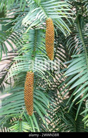 Wollemia nobilis, Nahaufnahme der männlichen Kegel auf dem bedrohten immergrünen Baum, der in New South Wales in Australien beheimatet ist Stockfoto