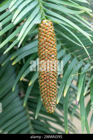 Wollemia nobilis, Nahaufnahme der männlichen Kegel auf dem bedrohten immergrünen Baum, der in New South Wales in Australien beheimatet ist Stockfoto