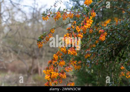 Berberis darwinni (Darwins Barberry), eine farbenfrohe immergrüne Pflanze mit orange-gelben Blüten und stacheligen Blättern im Frühjahr oder März, England, Großbritannien Stockfoto