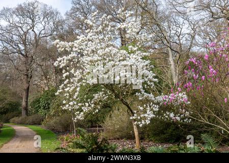 Magnolia x soulangeana „Suishoren“, ein Magnolienbaum mit weißen Blüten im März oder Frühling im Savill Garden, Surrey Berkshire, grenzt an England Großbritannien Stockfoto