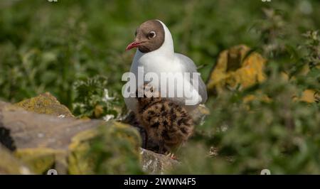 Die Schwarzkopfmöwe larus ridibundus und das Küken im Nest Stockfoto