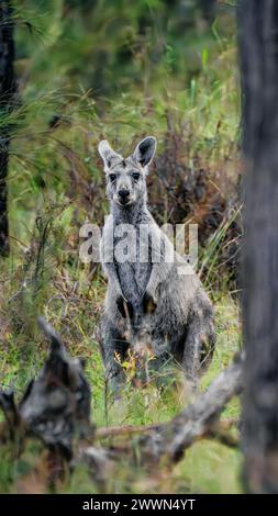 Begegnung mit Australiens Wildlife: Neugieriges Känguru in dichtem Buschland - fesselnde Wildlife Photography für Naturliebhaber und Reisende Stockfoto