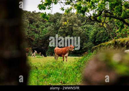 Kühe auf der Weide, glückliche Nutztiere auf den Azoren in Portugal. Stockfoto