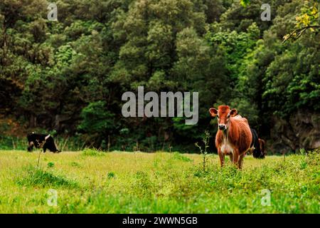 Kühe auf der Weide, glückliche Nutztiere auf den Azoren in Portugal. Stockfoto