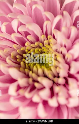 Detailgetreue, selektive Fokussierung im Hochformat Foto einer Nahaufnahme einer blassrosa Chrysanthemenblume, die den Rahmen füllt, kann gedreht werden Stockfoto