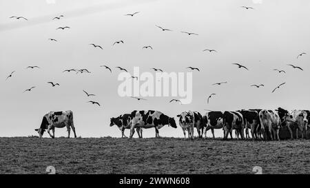 Kühe auf der Weide, glückliche Nutztiere auf den Azoren in Portugal. Stockfoto