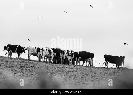 Kühe auf der Weide, glückliche Nutztiere auf den Azoren in Portugal. Stockfoto