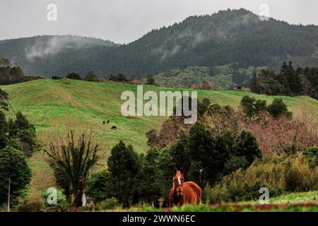 Reisen Sie auf den Azoren, Tiere auf dem Bauernhof in der Natur, umgeben von einer atemberaubenden Landschaft. Stockfoto