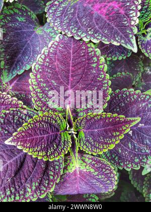 Eine Nahaufnahme von violetten und grünen Blättern von Coleus Stockfoto