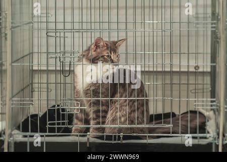 Einsame flauschige Katze im Käfig des Tierheims mit traurigem Blick wartet Besitzer, schaut Besucher an Stockfoto