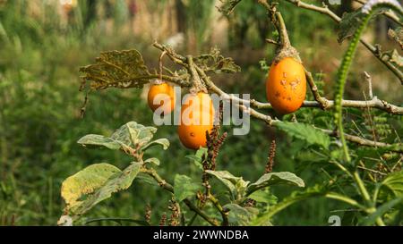 Frische gelbe Auberginen auf dem Baum, bevor sie von den Landwirten geerntet werden Stockfoto