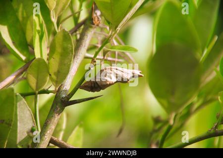 Ein Kokon, der an einer Linde hängt Stockfoto