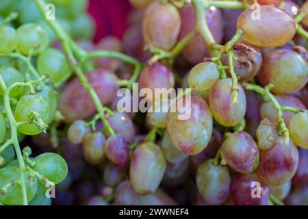 Trauben verschiedener Sorten sind grün und rot. Elite-Rebsorten. Stockfoto
