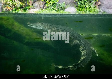 London, Großbritannien. 25. März 2024. Philippinisches Krokodil (Crocodylus mindorenis) bei einer Vorschau auf das neue Secret Life of Reptiles and Amphibians Experience im Londoner Zoo, bevor es am Freitag, den 29. März für die Öffentlichkeit geöffnet wird. Quelle: Stephen Chung / Alamy Live News Stockfoto