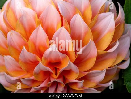 Nahaufnahme, buntes Detail einer bunten Dahlienblume mit Blütenblatt, Muster. Stockfoto