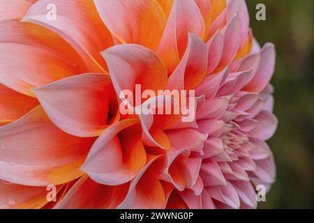 Nahaufnahme, farbenfrohes Detail einer bunten Dahlienblume mit Blütenblatt, Muster von einer Seitenansicht. Stockfoto