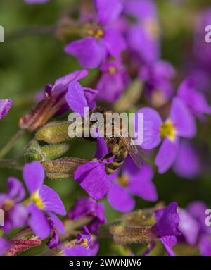 Eine Nahaufnahme einer Biene an einem Frühlingstag Stockfoto