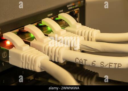 Nahaufnahme des Netzwerk-Switches mit mehreren LEDs und eingesteckten Netzwerkkabeln. Kategorie des Netzwerkkabels lesbar. Stockfoto