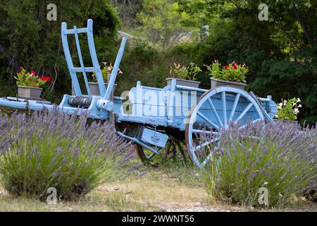 Blauer Holzwagen mit Lavendeln in der Provence, Frankreich Stockfoto