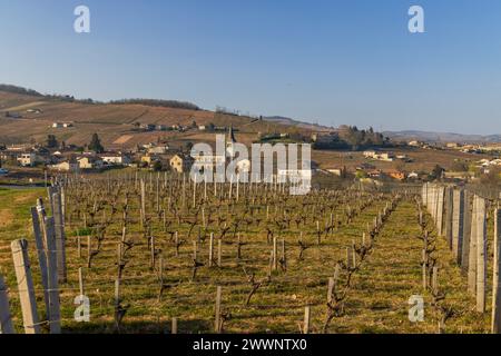 Spring Vineyards in der Nähe von Chenas in Beaujolais, Burgund, Frankreich Stockfoto