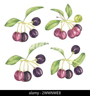 Reife Maqui mit Blättern, Blüten, Zweigen. Handgezeichnete Aquarellillustration der chilenischen Weinbeerpflanze isoliert auf weißem Hintergrund. Aristotelia ch Stockfoto