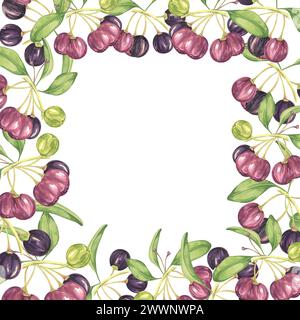 Quadratischer Rahmen mit Maqui-Beeren und Blättern. Handgezeichnete Aquarellillustration der chilenischen Weinbeerpflanze isoliert auf weißem Hintergrund. Aristotelia ch Stockfoto