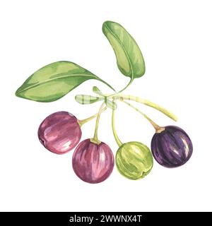 Vier Maqui-Beeren mit Blättern auf Baumzweigen. Handgezeichnete Aquarellillustration der chilenischen Weinbeerpflanze isoliert auf weißem Hintergrund. Aristotelia c Stockfoto