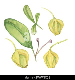 Set aus Maqui-Beerenblättern und Blütenknospen. Handgezeichnete Aquarellillustration der chilenischen Weinbeerpflanze isoliert auf weißem Hintergrund. Aristotelia ch Stockfoto