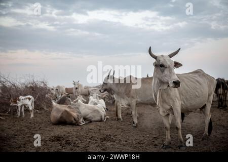 Südsudan. März 2024. Ein Großteil der Südsudans Bevölkerung ist stark von Rindern abhängig, aber der Wettbewerb um Ressourcen kann zu Konflikten führen, und der Klimawandel hat Weideland gefährdet. Rund 1.000 südsudanesische Rückkehrer und sudanesische Flüchtlinge überqueren täglich die Grenze vom Sudan in den Südsudan. Der Krieg im Sudan, der im April 2023 begann, hat zur größten Vertreibungskrise der Welt geführt. Quelle: SOPA Images Limited/Alamy Live News Stockfoto