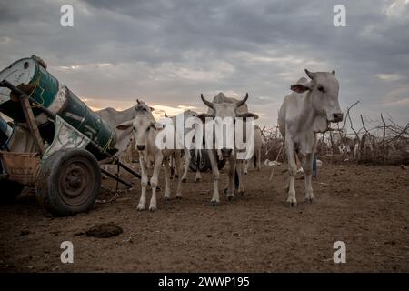 Südsudan. März 2024. Ein Großteil der Südsudans Bevölkerung ist stark von Rindern abhängig, aber der Wettbewerb um Ressourcen kann zu Konflikten führen, und der Klimawandel hat Weideland gefährdet. Rund 1.000 südsudanesische Rückkehrer und sudanesische Flüchtlinge überqueren täglich die Grenze vom Sudan in den Südsudan. Der Krieg im Sudan, der im April 2023 begann, hat zur größten Vertreibungskrise der Welt geführt. Quelle: SOPA Images Limited/Alamy Live News Stockfoto