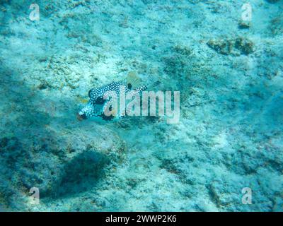 Unterwasserfotografie eines süßen, glatten Stammfisches (Lactophrys Triqueter) Bonaire, Karibik Niederlande Stockfoto