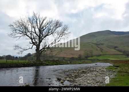 River Rawthay und Tree im März auf dem Weg zum Cautley Spout weiter den dale hinauf Stockfoto