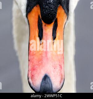 Nahaufnahme des Schwänschnabels Stockfoto