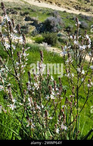 Blühender Asphodelus ramosus (verzweigte Asphodel), eine gemeinsame Pflanze im Mittelmeer, in den Bergen Zyperns Stockfoto