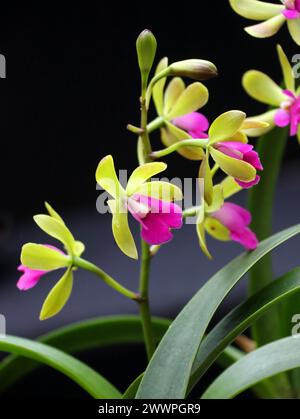 Orchidee, Epidrobium Hybrid Robertsara Green Wonder, Epicyclia Mabel Kanda x Cattianthe Loog Tone, Orchidaceae. Stockfoto