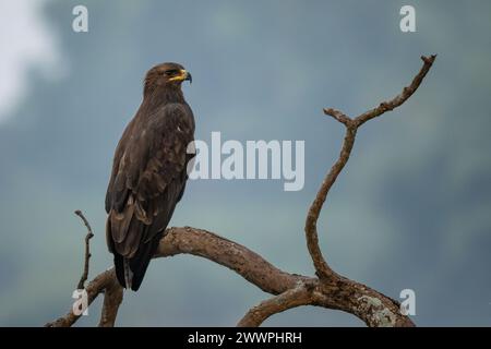 Indischer Fleckenadler - Clanga hastata, schöner brauner Greifvogel aus indischen Wäldern, Wäldern und Bergen, Nagarahole Tiger Reserve, Indien. Stockfoto