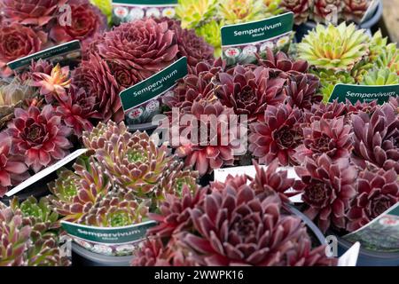 Makrobild von Sempervivum Sukkulenten, auch bekannt als Hausleeks, in einem Gartencenter mit Pflanzenetiketten Stockfoto